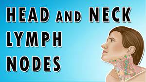 Learn about glands salivary neck anatomy with free interactive flashcards. Occipital Auricular Cervical Submandibular And Submental Nodes Head And Neck Lymph Nodes Youtube