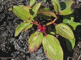 Image result for Tristemma