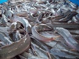 Racikan Umpan Galatama Ikan Lele Tanpa Essen Reel Mancing Ikan Air Tawar Peternakan Ikan