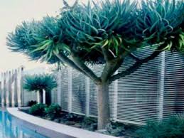Real estate prices are on a par with new york, putting it up there with the most expensive cities in the world. Grass Trees Perth Sydney Melbourne Dural Feature Trees