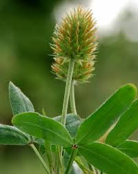 Image result for Trifolium squarrosum