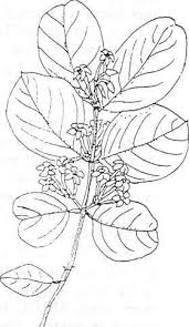Image result for Acokanthera schimperi