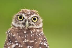 Bird That Sounds Like An Owl In The Morning There S Something So Mesmerizing About Owl Eyes Like This Burrowing Owl By Matthew Hansen Via Audubon Magazine Cute Eyes Great Backyard Bird Count Birds