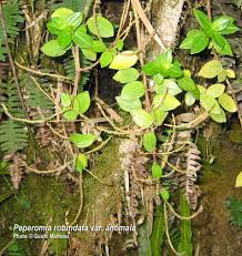 Image result for Peperomia fernandopoiana