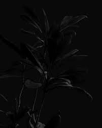 Follow the vibe and change your wallpaper every day! Black Wallpapers Free Hd Download 500 Hq Unsplash