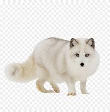 Fox diego de la vega drawing, the little prince, mammal, child png. Download Arctic Fox Red Fox Gra Clipart Png Photo Toppng