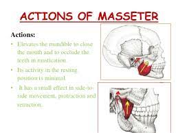 That makes biting someone a serious offense! Muscles Of Mastication