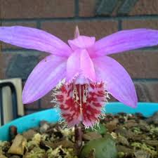 Maybe you would like to learn more about one of these? Pleione Vesuvius Tiger Fire Windowsill Orchid Tiger Fire In Gardentags Plant Encyclopedia