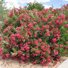 Austin Pretty Limits Oleander Nerium Oleander In 2021 Plants Pollinator Garden Beautiful Flowers Garden