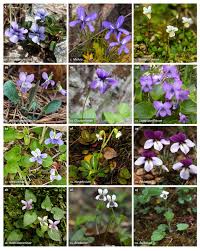 Image result for Rinorea brachypetala