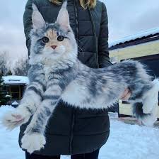 We did not find results for: Girly Looking Maine Coon Beauty In A Snowy Place