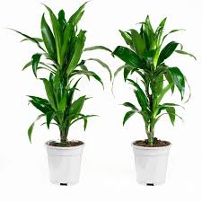 Ecco le migliori piante grasse da interno, belle, eleganti e facili da curare. Piante Da Interno 2 Albero Del Drago Altezza 55 Cm