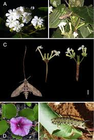 Image result for Guettarda