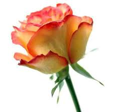 Make sure to use a pillow case that you don't mind getting stained, and use a pillow protector or other barrier to protect the pillow itself from the oils. Which Flowers Are Used To Make Perfume Royal Perfume
