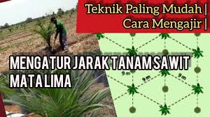 Mengapa tanaman kelapa sawit tidak berbuah dan cara agar sawit berbuah banyak dan lebat,dalam video ini dikupas. Menanam Pokok Sawit Dari Keratan Belajar Mengenai Penyebaran Kelapa Sawit Kincir Angin Taman Taman Sanne