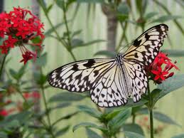 This area is also a great setting for nature photography and portraiture (small fee applies). Trans Pond More From The Butterfly House
