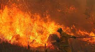 Bajo ebro forestal, muelas de alcubierre, valmadrid y zuera, puertos de. Incendios En Cordoba Que Pasa Con Los Animales Ciudadanos La Voz Del Interior