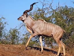They live in savannas near acacia and commiphora shrubs. Greater Kudu Wikipedia