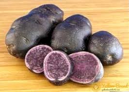 Contoh tumbuhan yang berkembangbiak dengan umbi batang adalah ubi jalar dan kentang. Kentang Gourmet Keterangan Pelbagai Spesifikasi Terperinci Dan Gambar Taman Ini