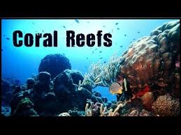 Coral Reef Biome Ocean Lesson Plans Biomes Ocean Activities