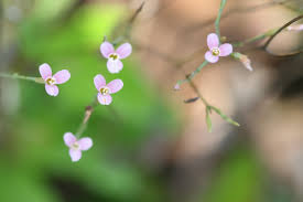 Image result for Canscora diffusa