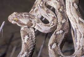 Saw Scaled Viper Snake Central Asia Viper