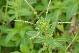 Image result for Sesamum angustifolium