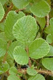 Image result for Rubus ellipticus