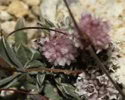 Image result for Cuscuta planiflora