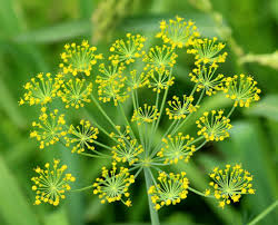 Check spelling or type a new query. Dill Growing Care And Harvesting Dill Deal With Dill Diseases Pests