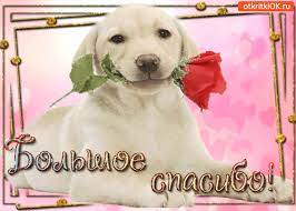 Check spelling or type a new query. Gifki Cpasibo Bolshoe Podborka Iz 20 Gif Animacij