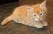 Gray Long Haired Tabby Kitten