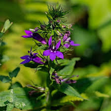 Image result for Lobelia fervens