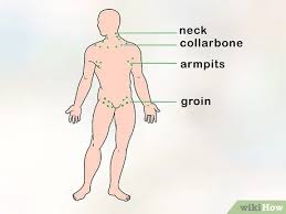 Wenn von „geschwollenen lymphknoten oder „schmerzen an den lymphknoten die rede ist, meinen die meisten menschen damit geschwollene lymphknoten am hals. Lymphknoten Uberprufen 12 Schritte Mit Bildern Wikihow