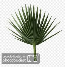 The graphics are a png file, 300 dpi, without background. Palm Tree Leaves Png Sabal Palm Leaf Clipart 2917783 Pikpng