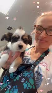 Exciting News! I am thrilled to officially introduce Golden Hour Grooming  LLC