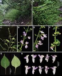 Image result for Isodon