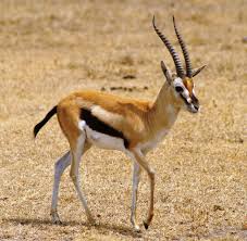 Top 10 Fastest Animals In The World Topteny Com Animals Thomson Gazelle Gazelle