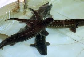 White sturgeon (the most powerful and largest fish found inland of north america) have their own food choices. Sturgeon Petting Zoo Freshwater Farms Of Ohio