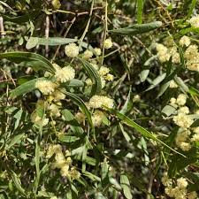 Image result for Acacia lasiopetala