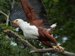 African Fish Eagle Haliaeetus Vocifer Daudin 1800 Ethiopia Jpg 2000 1500 Dieren Roofvogels Vogels