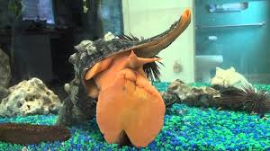 It went fully inside of him as well. Gargantua The Famous Horse Conch Youtube