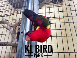 Tghari tadi aku jenjalan kat taman burung kuala lumpur (kuala lumpur bird park) ngan kengkawan aku. Jalan Jalan Di Taman Burung Kuala Lumpur Kl Bird Park Ana Suhana