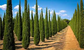 Image result for Cupressus sempervirens