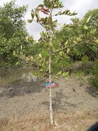 Image result for Heritiera