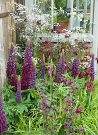 Lupines Astrantia Irises Cirsium And Cow Parsley Garten Pflanzen Garten Cottage Garten
