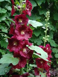 The smaller annual blossoming zebra mallow seed themselves and is currently growing alongside our yearly zinnia garden. Mallow Is A Herbaceous Plant Typical Genus Of The Family Malvaceae Stock Photo Picture And Royalty Free Image Image 52158292