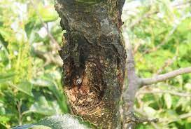 Drought conditions, or lack of proper watering, are the leading cause of tree stress and early death. How To Save A Dying Tree Easy Tree Health Success Worst Room
