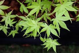 We did not find results for: Japanese Maple Photos Hgtv