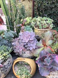 Essential Tools For Your Succulent Garden Mit Bildern Garten Moosgarten Sukkulenten